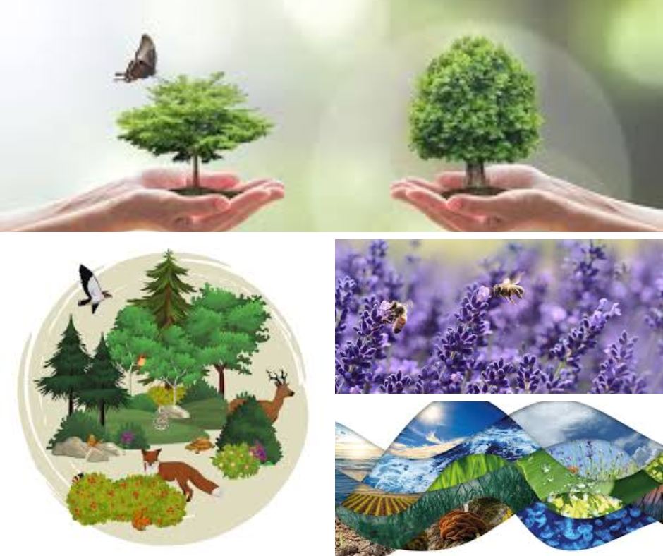 Read more about the article Otwórzmy się na wiedzę: Dlaczego edukacja ekologiczna jest dziś ważniejsza niż kiedykolwiek